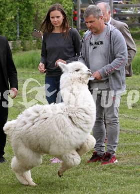Eisschnellauf. Vanessa Herzog, Thomas Herzog. Ferlach, am 26.4.2019.
Foto: Kuess
---
pressefotos, pressefotografie, kuess, qs, qspictures, sport, bild, bilder, bilddatenbank