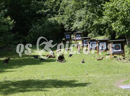 3D Bogenschiessen. Oesterreichische Meisterschaft.  Poertschach, am 13.6.2021.
Foto: Kuess
www.qspictures.net
---
pressefotos, pressefotografie, kuess, qs, qspictures, sport, bild, bilder, bilddatenbank